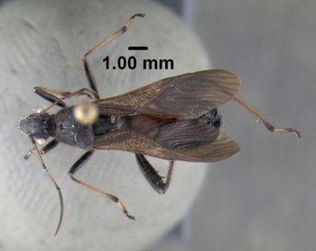 Media type: image;   Entomology 619227 Aspect: habitus dorsal view
